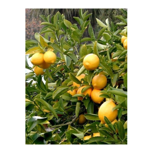 Tüplü Yediveren Limon Fidanı +2 Yaş Aşılı Saksı Yetiştiriciliğine Uygun (90-150 Cm)