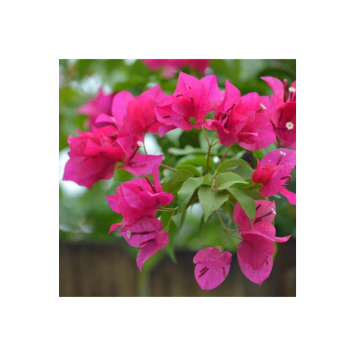 ?begonvil Sarmaşığı-pembe -fuşya-bougainvillea