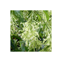 Melisa - Parfüm Çiçeği (cestrum Nocturnum)