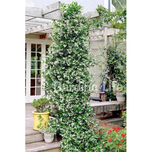 Arap Yasemini Fidanı Kokulu Rhyncospermum Jasminoides