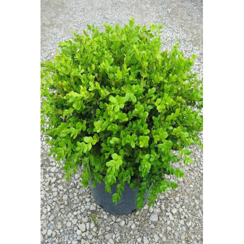 Videolu Yeşil Şimşir Çalısı Fidanı 20-45 Cm Tüplü Dış Mekan (buxus Japonica Rococo )