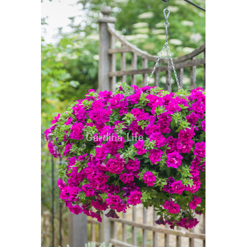 Petunya Fidesi Kokulu Katmerli ( Petunia Atkinsiana Tumbelina ) Savanna 1 Adet