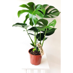 Monstera Deliciosa Xl - Deve Tabanı - Ev Ofis Salon Iç Mekan Bitkisi - 60 Cm