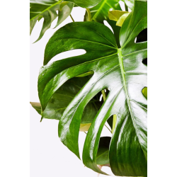 Monstera Deliciosa Xl - Deve Tabanı - Ev Ofis Salon Iç Mekan Bitkisi - 60 Cm