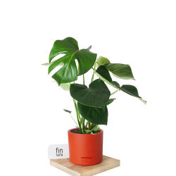 Monstera Deliciosa Xl - Deve Tabanı - Ev Ofis Salon Iç Mekan Bitkisi - 60 Cm