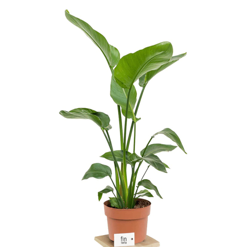 Strelitzia Nicolai Starliçe Cennet Kuşu Bitkisi 70-90 CM Tek Gövde Salon Ofis Ev İç Mekan Bitkisi