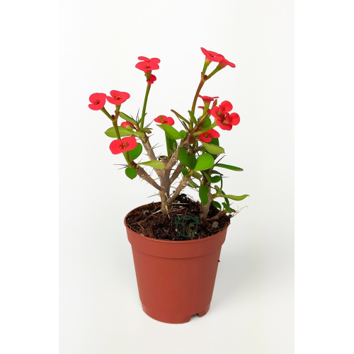 Dikenler Tacı Euphorbia Miili Mini Kırmızı Çiçekli Kaktüs Kral Tacı Dikenli Taç 5.5 Cm Saksıda