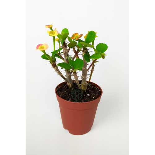 Nadir Bulunan Ebruli Çiçekli Dikenler Tacı Euphorbia Miili Mini Kaktüs Kral Tacı Dikenli Taç 5.5 Cm