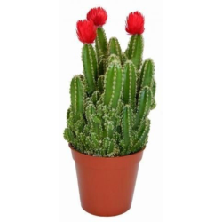 Radyasyon Emici Kaktüs Bol Yavrulu Cereus Fairy Castle Cactus (açıklama Kısmını Okuyunuz)