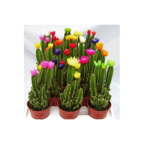 Radyasyon Emici Kaktüs Bol Yavrulu Cereus Fairy Castle Cactus (açıklama Kısmını Okuyunuz)