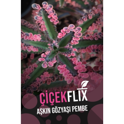 Aşkın Gözyaşı Pembe 1.kalite Özel Seri Nadir Tür