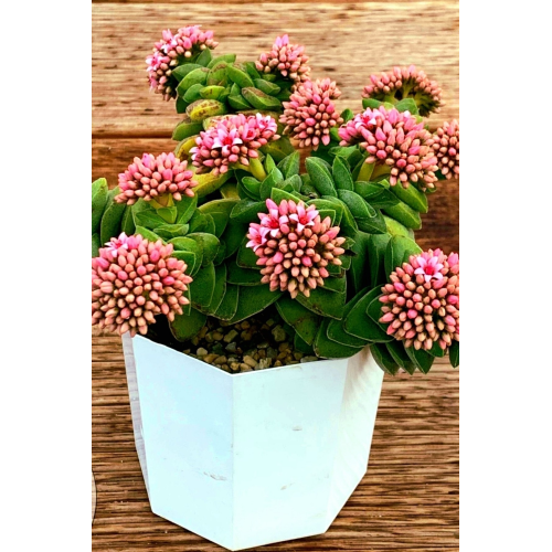 Crassula Springtime Mum Hoya Kaktüs /şuan Çiçeksizdir