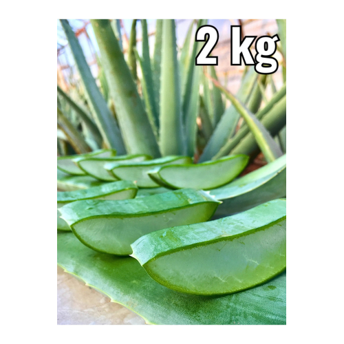 Aleovera Jel Alovera Jel Için 2 kg Aloe Vera Yaprak 1. Sınıf Ilaçsız Fidan