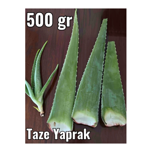 Aloe Vera Jel, Alovera Jel için 500 gr Aloe Vera Yaprak Doğal