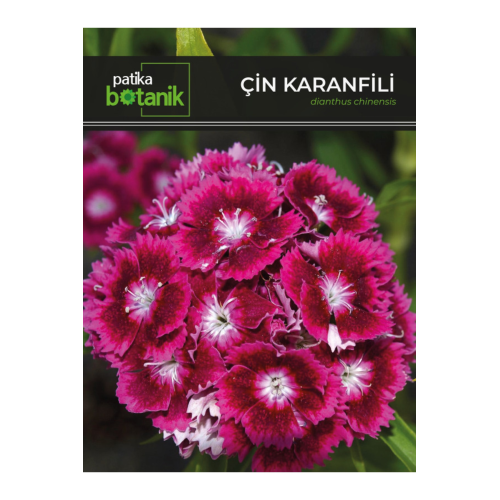 100 Adet Çin Karanfili (DİANTHUS CHİNENSİS) Çiçek Tohumu