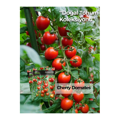 250 Adet Yerli Cherry Domates Tohumu