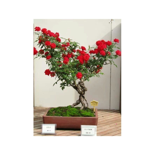 Bodur Kırmızı Gül Bonzai Ağacı Tohumu 5 Adet Tohum Bonsai Ağacı Tohumu